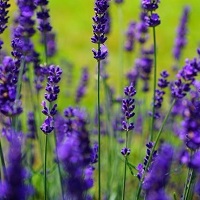 Lavender in a field