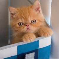 Kitten in a blue and white container