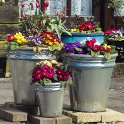 A selection of vividly coloured plants in pots of various sizes